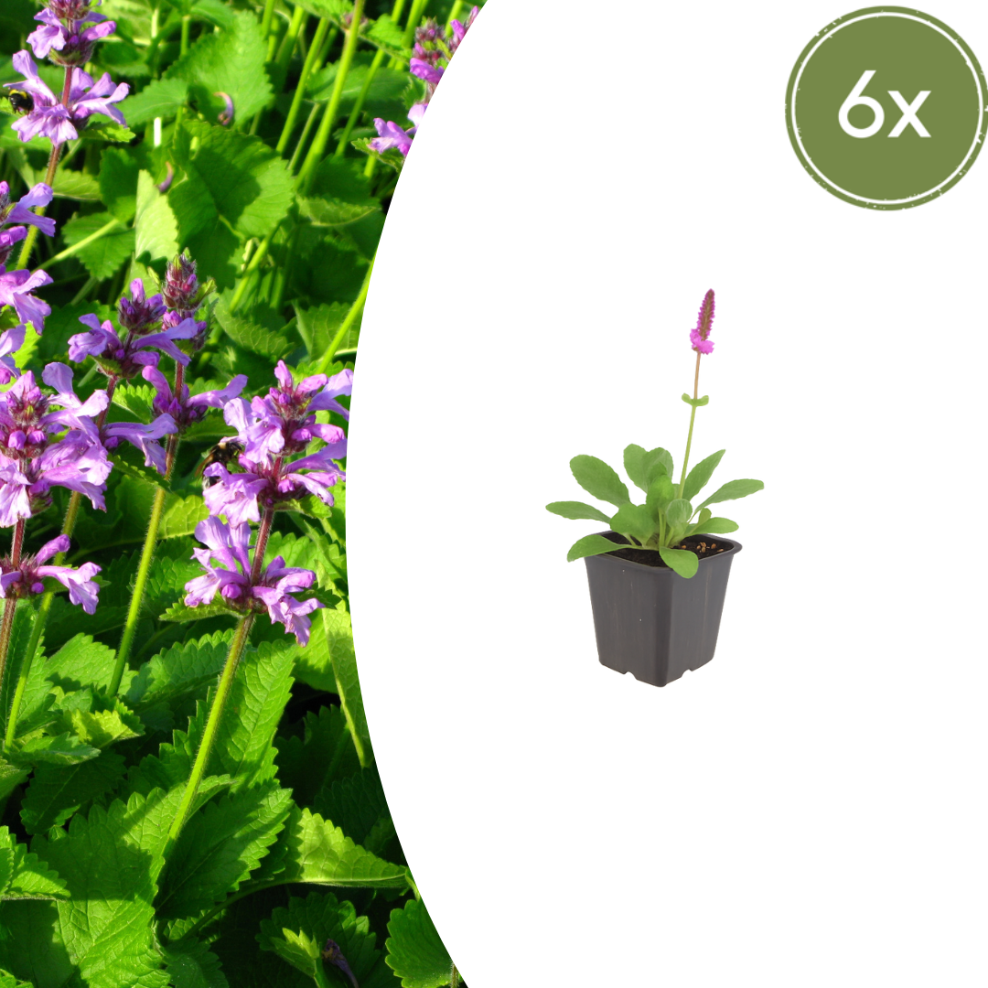 Stachys monieri Hummelo – 6 Pflanzen Ø9cm – Höhe10-25cm – Blühende Staude für Beet Präriegarten Rabatte – winterhart pflegeleicht bienenfreundlich - Oasis of Life