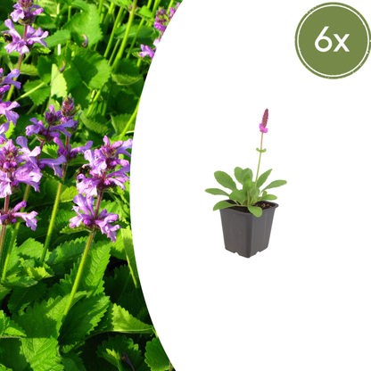 Stachys monieri Hummelo – 6 Pflanzen Ø9cm – Höhe10-25cm – Blühende Staude für Beet Präriegarten Rabatte – winterhart pflegeleicht bienenfreundlich - Oasis of Life