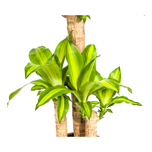 Drachenbaum - Dracaena Fragrans Massangeana - Zimmerpflanze - Ø21cm - ↕90 - 110cm