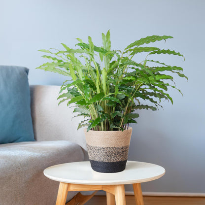 Calathea Rufibarba mit Korb Lissabon – Samt-Calathea – Zimmerpflanze – Ca. 55 cm hoch – Ø17 cm – Luftreinigend & pflegeleicht – Nachhaltiger Jutekorb 