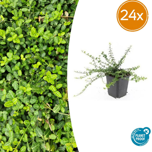 Euonymus fortunei 'Minimus' – Immergrüner Bodendecker – 24 Pflanzen – Ø9cm – ↕10–25cm – Winterhart & pflegeleicht 
