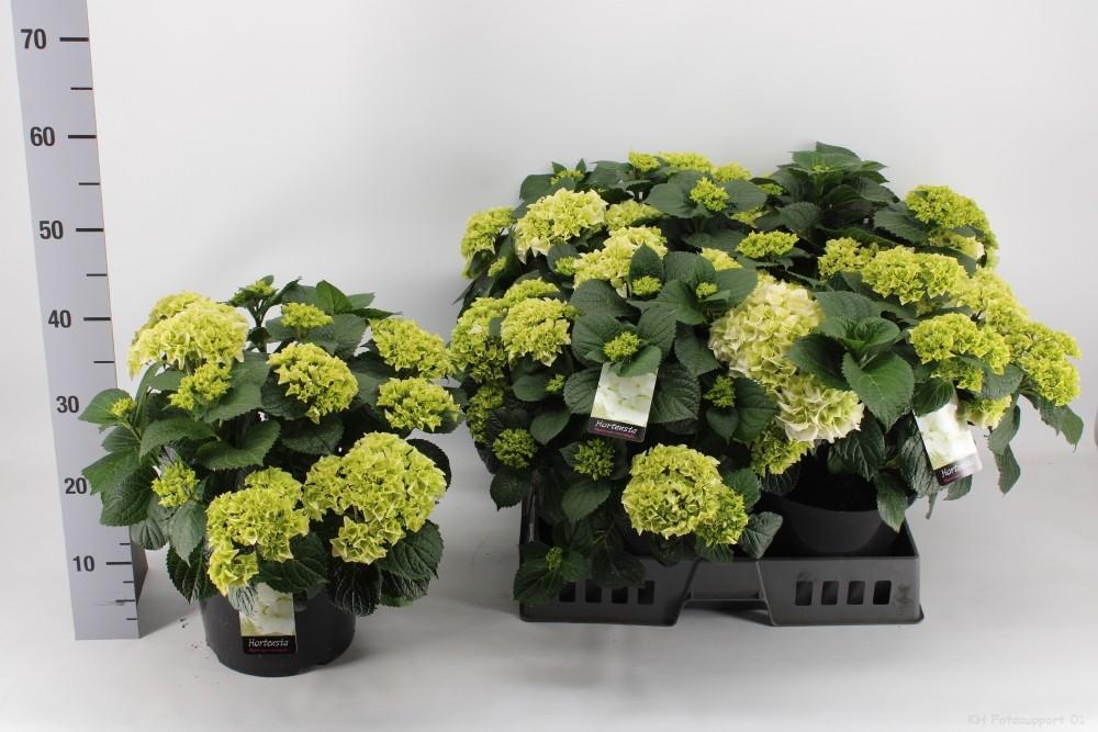 Hortensia Wit P23 - Ø23cm - ↕40cm 