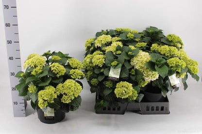 Hortensia Wit P23 - Ø23cm - ↕40cm 