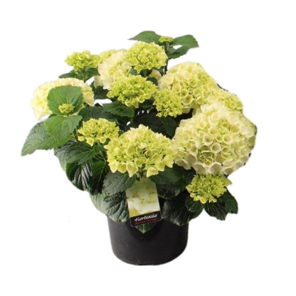 Hortensia Wit P23 - Ø23cm - ↕40cm 