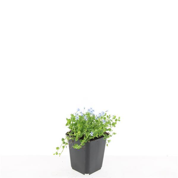 Isotoma fluviatilis 'Alba' – Bodendecker – 24 Pflanzen – Ø9cm – ↕10–25cm – Weiße Blüte – Immergrün & winterhart – Für Sonne & Halbschatten – Pflegeleicht 