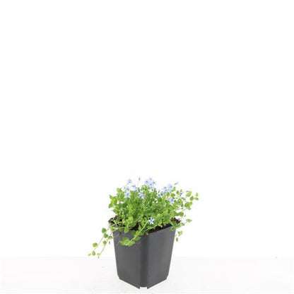 Isotoma fluviatilis 'Alba' – Bodendecker – 24 Pflanzen – Ø9cm – ↕10–25cm – Weiße Blüte – Immergrün & winterhart – Für Sonne & Halbschatten – Pflegeleicht 