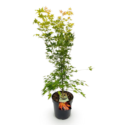 Green boutiQ - Gartenpflanze - Acer palmatum Orange Dream - Japanischer Ahorn - Laubabwerfend - Orange - 1 - Topf 26cm - Höhe 90cm 