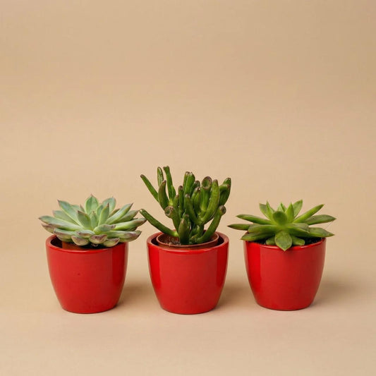 Sukkulenten Set 3er mit rotem Mini-Topf - ↑ 8–12 cm 