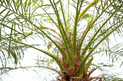 Phoenix Roebelenii auf Stiel - 190cm - 200cm 