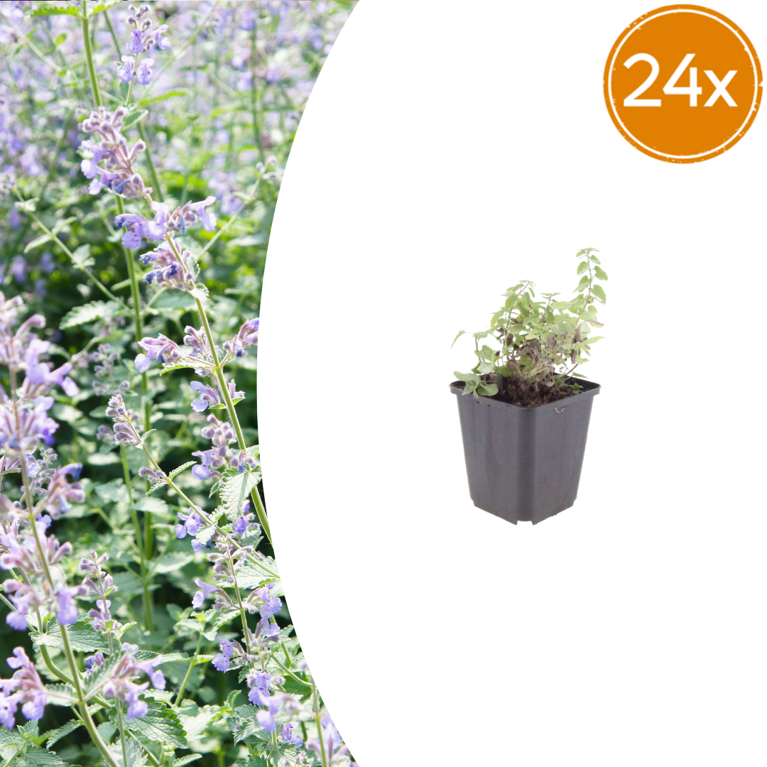 Nepeta faassenii Katzenminze – 24 Pflanzen – Ø9cm – Höhe 10-25cm – Lavendelblaue Sommerblüte – Winterharte Staude für Beet, Rabatte & Flächenpflanzung