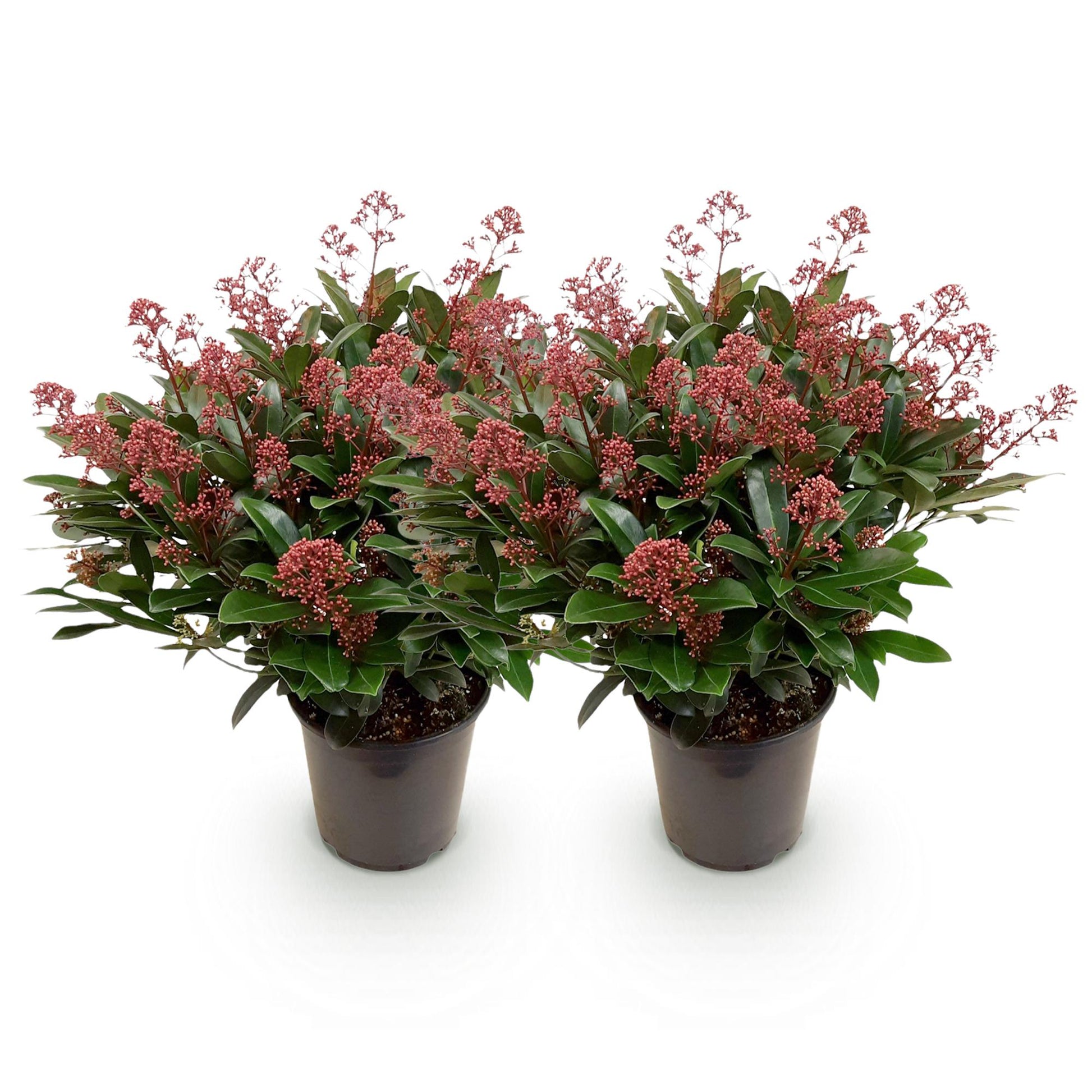 GreenboutiQ - Terrassenpflanze - Skimmia japonica Rubella - Blüte Rot - 40+ Blüten - 2 Pflanzen - Winterhart - Topf 19cm Höhe 60cm 