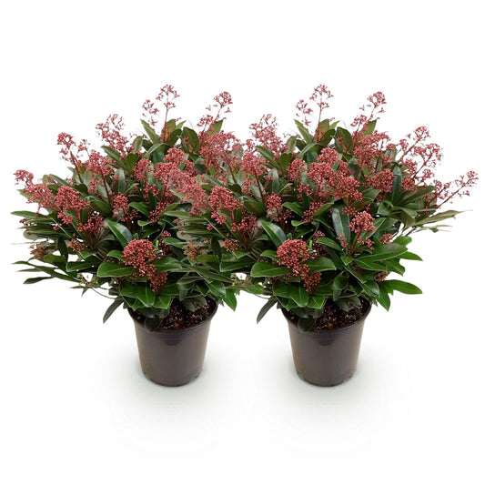GreenboutiQ - Terrassenpflanze - Skimmia japonica Rubella - Blüte Rot - 40+ Blüten - 2 Pflanzen - Winterhart - Topf 19cm Höhe 60cm 