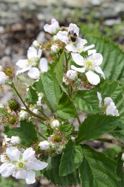 Brombeere - Rubus fruticosus Black Satin - Dornenlose Brombeerpflanze - Ø13cm - Höhe ca. 45cm - Winterharte Obstpflanze für Garten und Terrasse 