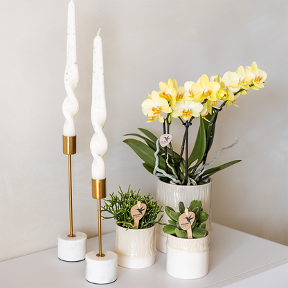 Kolibri Home | Tree Übertopf - Travertine - Ø6cm 