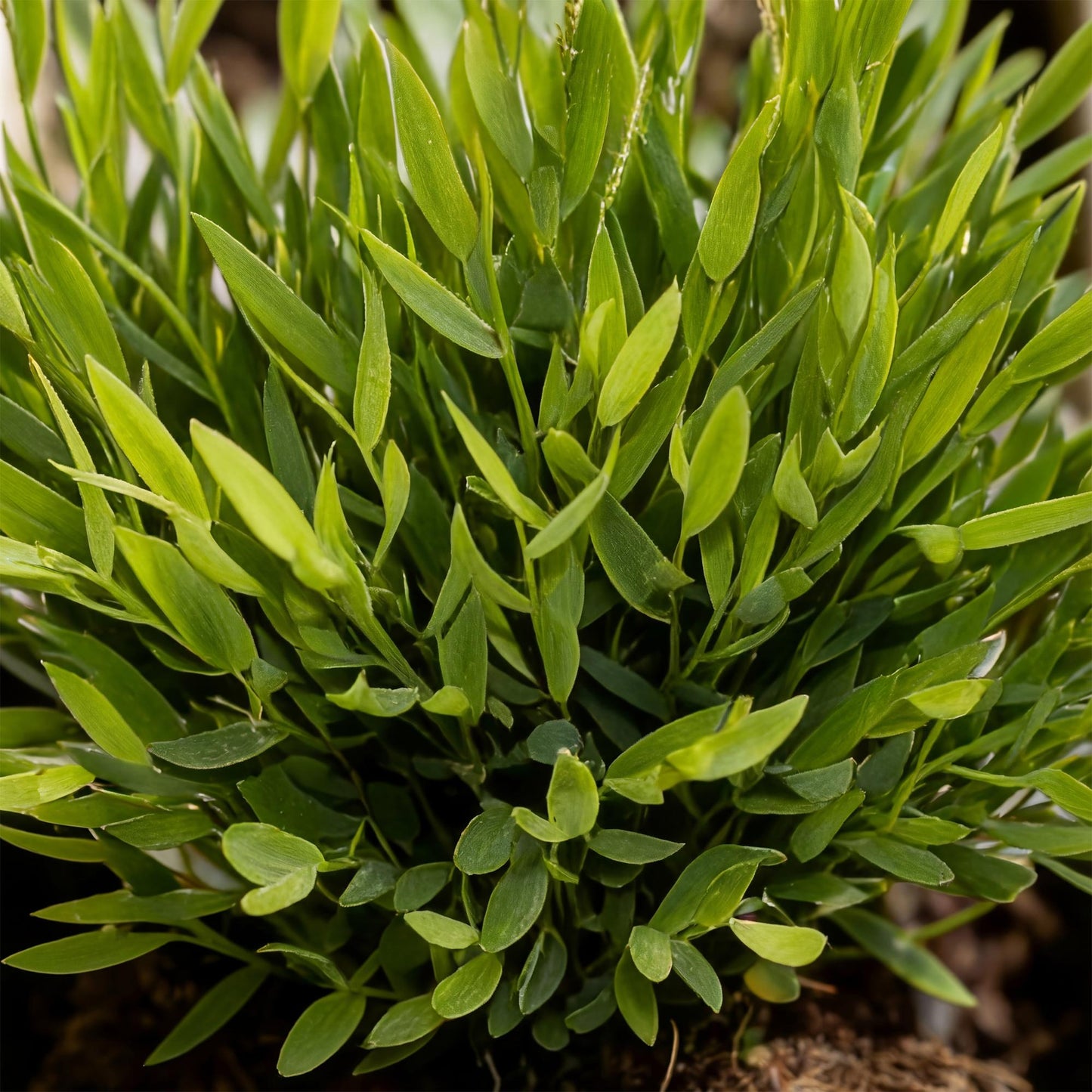 Green boutiQ - Zimmerpflanze - Bamusa Pogonatherum Monica - Bambusgras - Haustierfreundliche Pflanze - Grün - 4 Pflanzen - mit Korb - Topf 12cm - Höhe 20cm 