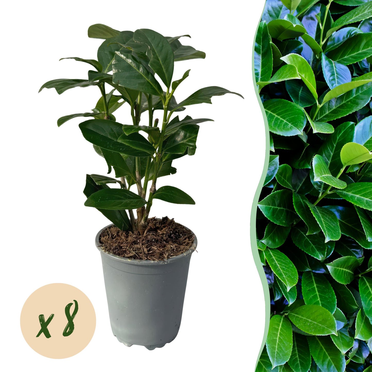 Kirschlorbeer - Prunus laurocerasus Novita - Heckenpflanzen - Blatt grün - 8 Pflanzen - 1 laufender Meter - immergrün - Topf 9cm Höhe 30-35cm
