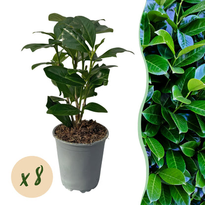 Kirschlorbeer - Prunus laurocerasus Novita - Heckenpflanzen - Blatt grün - 8 Pflanzen - 1 laufender Meter - immergrün - Topf 9cm Höhe 30-35cm