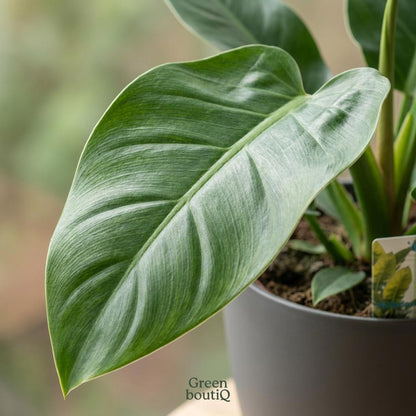Green boutiQ - Zimmerpflanze - Philodendron - Philodendron Imperial Green - Grün - Pflegeleicht - 1 Pflanze - mit Übertopf Grau - Topf 19cm - Höhe 65cm 