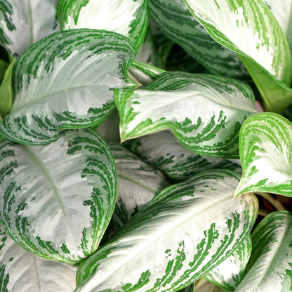Green boutiQ - Zimmerpflanzen - Aglaonema Silver Bay - Silberblatt - Wenig Pflege - Silber - 1 Pflanze - Topf 17cm - Höhe 70-75cm 
