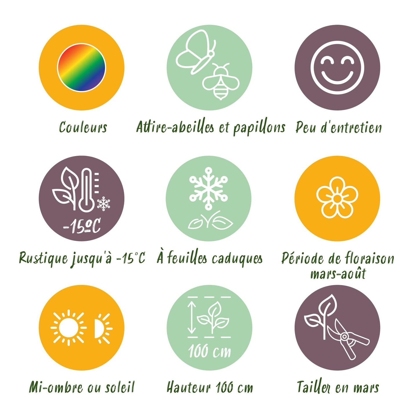 Staudenset – Weiß – 8 weiße Blühstauden – Für 1 m² Beet – Pflegeleicht – Eleganter Blütenteppich – Für sonnige Standorte – Ø11 cm 