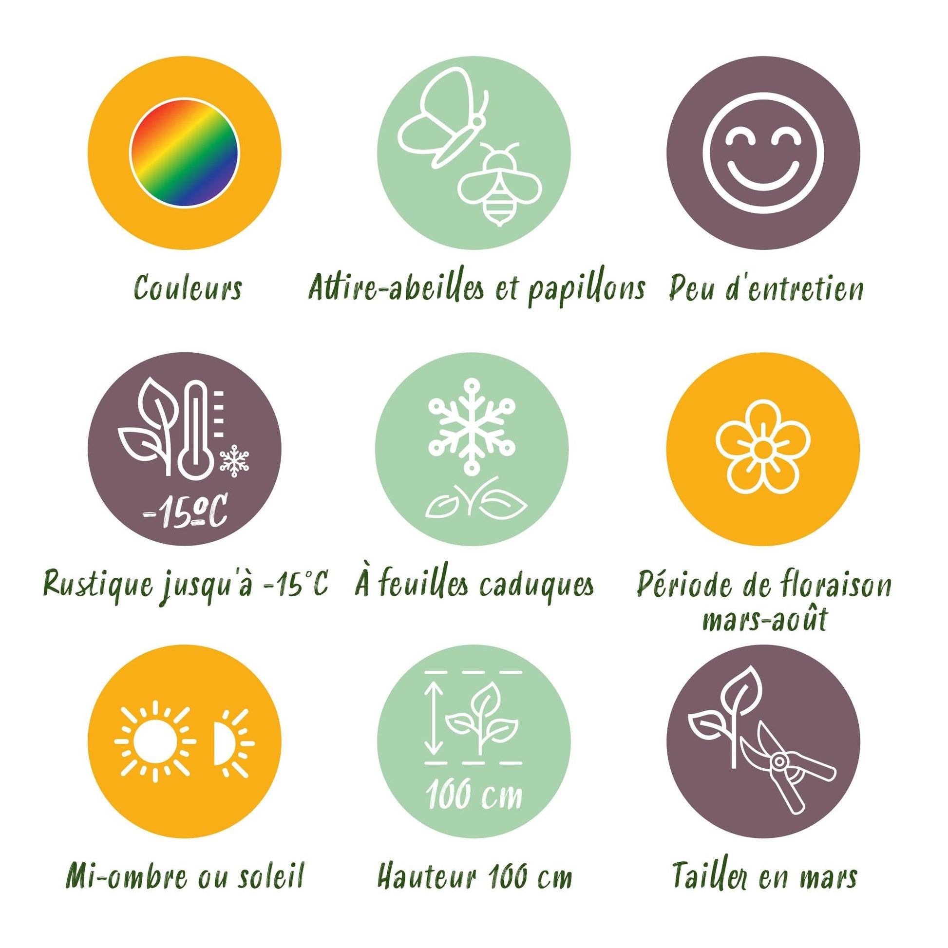 Staudenset – Weiß – 8 weiße Blühstauden – Für 1 m² Beet – Pflegeleicht – Eleganter Blütenteppich – Für sonnige Standorte – Ø11 cm 