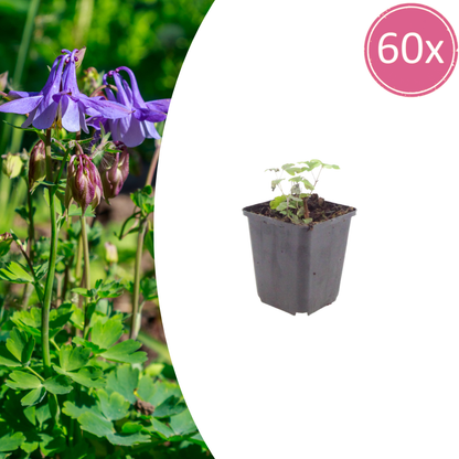 Akelei Aquilegia vulgaris – 60 Pflanzen – 10-25cm – Ø9cm – Winterharte Staude für Sonne & Halbschatten – Blühpflanze für Beet, Steingarten & Naturgarten