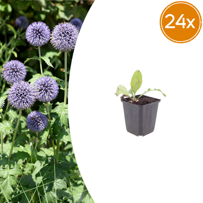 Kugeldistel Echinops ritro – 24 Pflanzen – 10-25cm – Ø9cm – Winterharte Staude mit stahlblauen Blütenkugeln – Bienenfreundliche Gartenpflanze für sonnige Beete