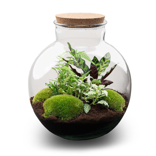Terrariumflasche Bolder Bob – Ø30cm x 31cm – Glasflasche mit LED-Korken – Recyclingglas Dekoflasche für Pflanzenterrarium Flaschengarten DIY Indoor Deko 11L 