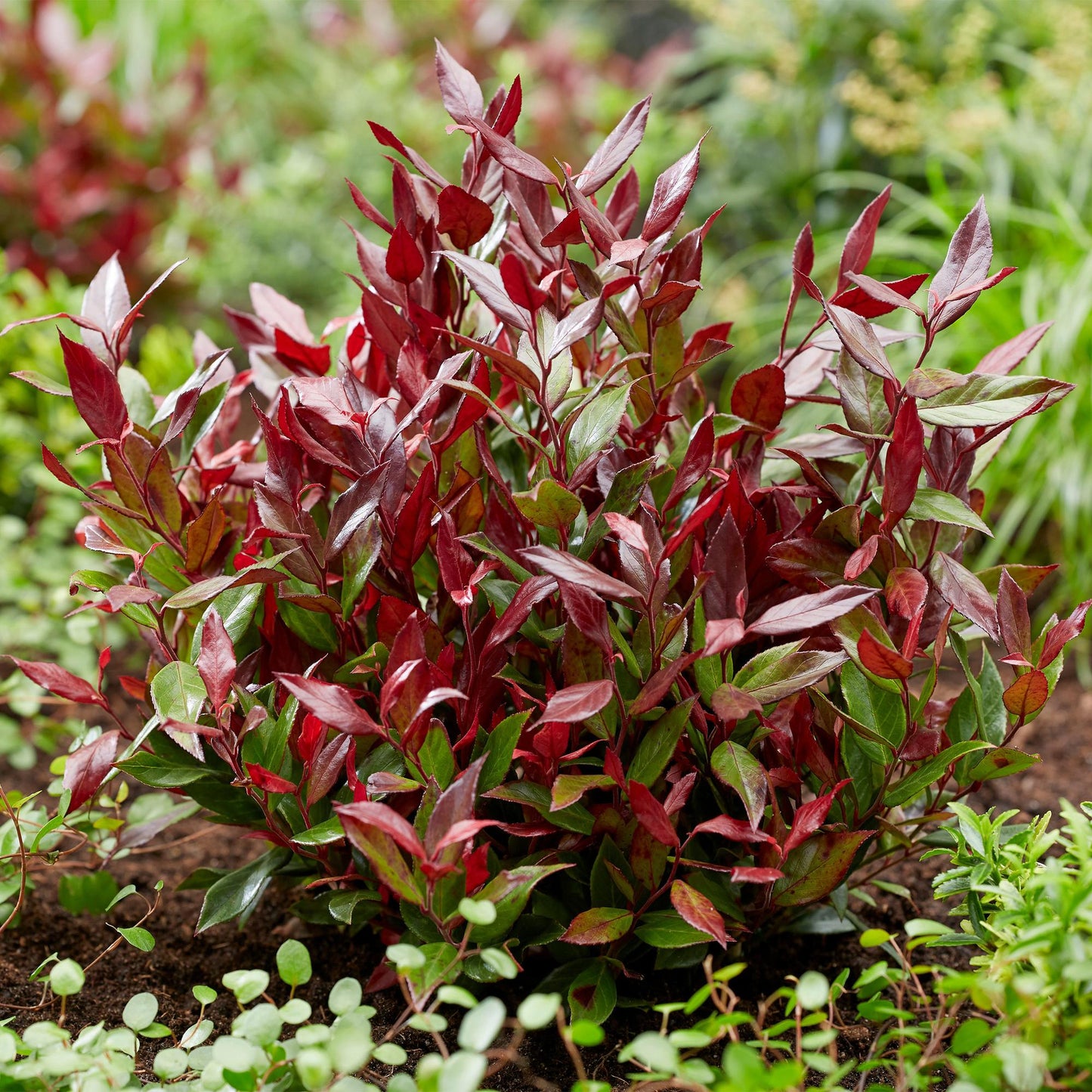 GreenboutiQ - Gartenpflanze - Leucothoe Little Flame - Rot - 2 Pflanzen - Immergrün - Pflegeleicht - Topf 17cm Höhe 45cm 