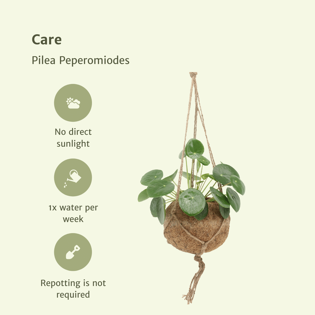 2x Kokodama Pilea Peperomiodes - Pfannkuchenpflanze - 20cm - ø15 