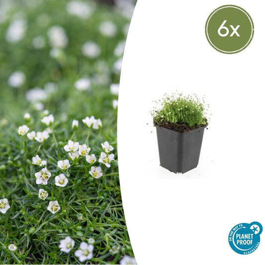 Sagina subulata – Irisches Moos – 6er-Set Bodendecker – Ø9cm – Immergrün & trittfest – Pfriemen-Mastkraut für Fugen, Steingarten & Rasenersatz – ↕10–25 cm