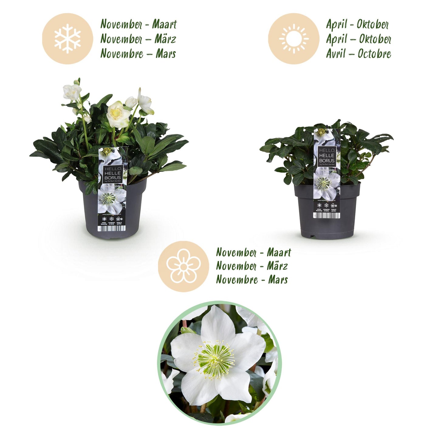 GreenboutiQ - Gartenpflanze - Weihnachtsrose - Helleborus Christmas Carol - Weiße Blüte - 2 Pflanzen - Immergrün - Topf 17cm Höhe 35cm 