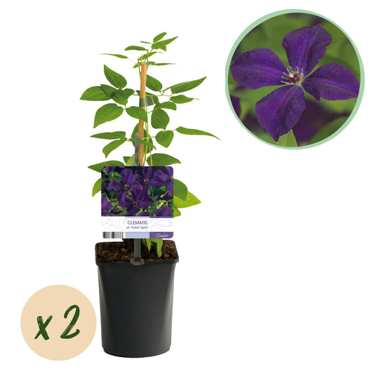 Kletterpflanze Clematis vit. 'Polish Spirit' – Tiefviolette Blüten – 2 Pflanzen – 11 cm x H40 cm – Bis 3 m – Pflegeleicht – Ideal für Garten, Balkon & Pergola 
