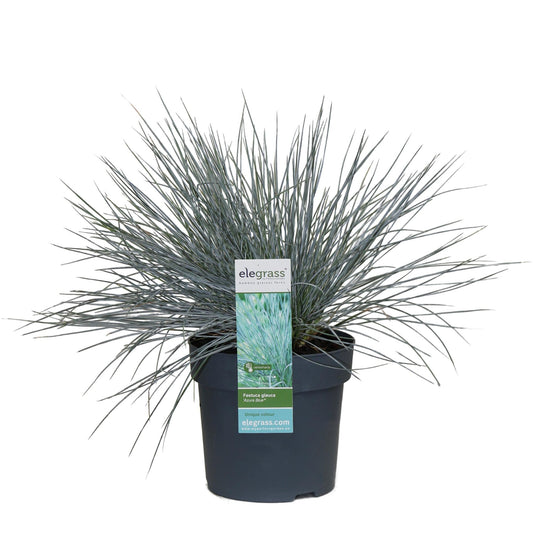 Blauschwingel-Gras - Festuca glauca Azura Blue - Ø14cm - ↨30cm