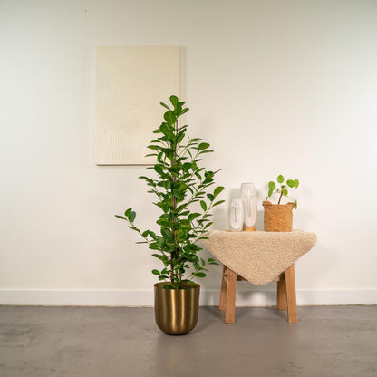 Ficus microcarpa Moclame - Ø21cm - ↕95cm + Topf Mayk Gold 