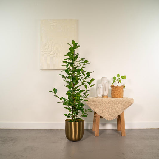 Ficus microcarpa Moclame - Ø21cm - ↕95cm + Topf Mayk Gold 