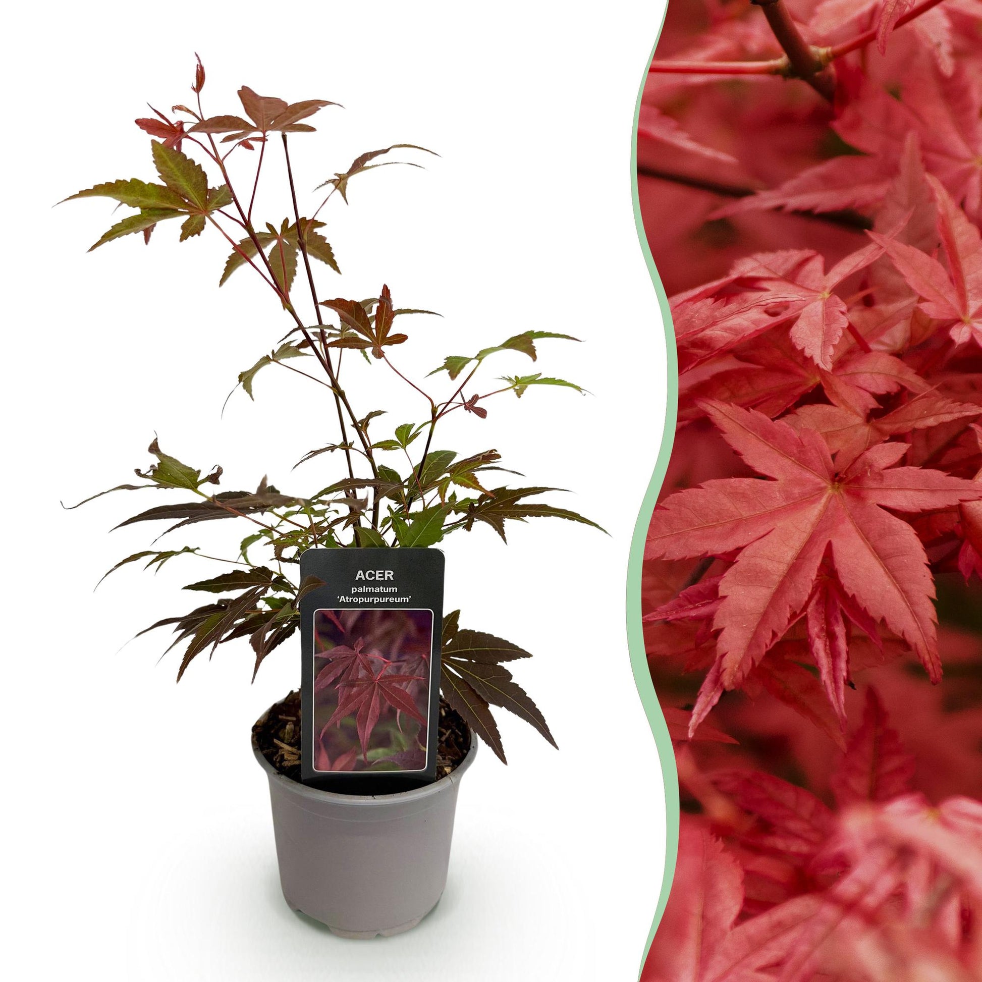 GreenboutiQ - Gartenpflanze - Acer palmatum Atropurpureum - Lila - 1 Pflanze - Laubabwerfend - Wenig Pflege - Topf 12cm Höhe 35cm 