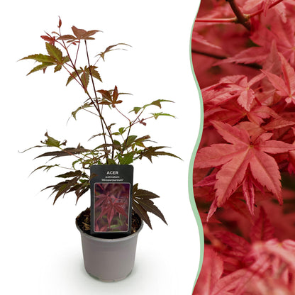 GreenboutiQ - Gartenpflanze - Acer palmatum Atropurpureum - Lila - 1 Pflanze - Laubabwerfend - Wenig Pflege - Topf 12cm Höhe 35cm 