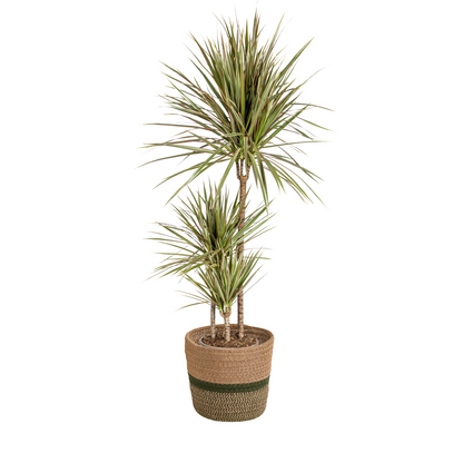 Dracaena Marginata Bicolor mit Korb Ø21cm - ↕110 - 130cm 