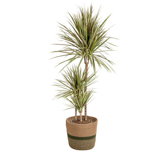 Dracaena Marginata Bicolor mit Korb Ø21cm - ↕110 - 130cm 