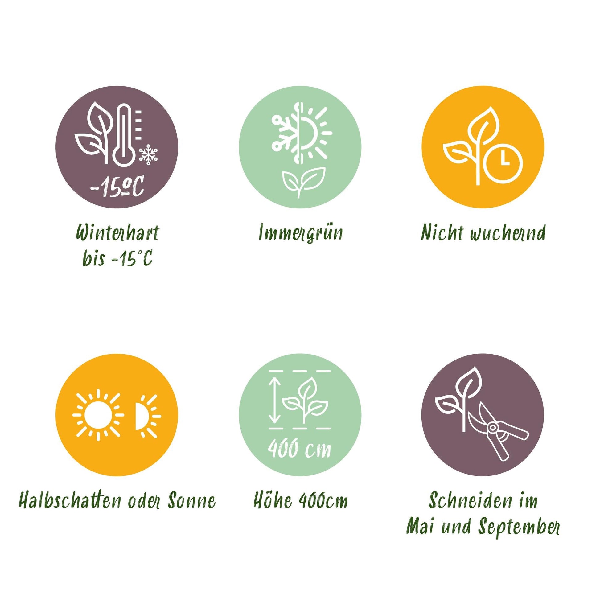 Ovalblättriger Liguster Ligustrum ovalifolium Aureum – Immergrüne Heckenpflanzen – 8 Pflanzen – 1 m – 9 cm Höhe 35–40 cm – Gelb-Grün – Pflegeleicht 