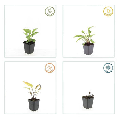 Echinacea purpurea 'Magnus' – 24 Pflanzen – ↕10-25cm – Ø9cm – Purpur-Sonnenhut Staude – Blüte Juli–September – Bienen- & Schmetterlingsfreundlich – Sonniger Standort