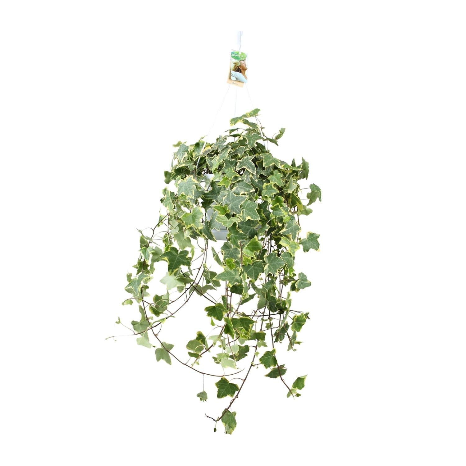 Efeu – Hedera Helix 'Gold Child' – Zimmerpflanze – Ø24 cm Topf – Höhe ca. 60 cm – Hängend & Rankend – Luftreinigend – Pflegeleicht 