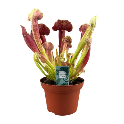 Sarracenia Barba – 25cm – ø12cm – Fleischfressende Karnivore mit schlauchförmigen Blättern – Pflegeleichte Moorpflanze für halbschattige Standorte – Auffällige Deko-Pflanze für Innen & geschützte Außenbereiche 