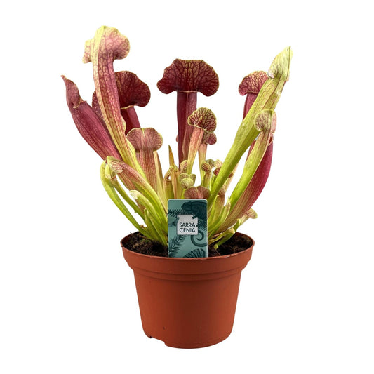 Sarracenia Barba – 25cm – ø12cm – Fleischfressende Karnivore mit schlauchförmigen Blättern – Pflegeleichte Moorpflanze für halbschattige Standorte – Auffällige Deko-Pflanze für Innen & geschützte Außenbereiche 