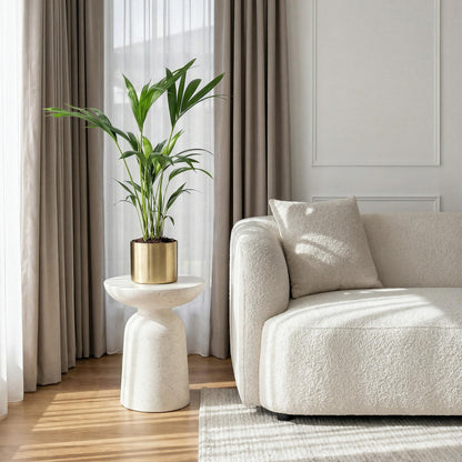 Howea Forsteriana – Kentia-Palme – 2 Pflanzen – 70–75cm – 17cm – Pflegeleichte Zimmerpalmen mit eleganten Wedeln – Robuste, luftreinigende Grünpflanzen für stilvolle Innenräume 