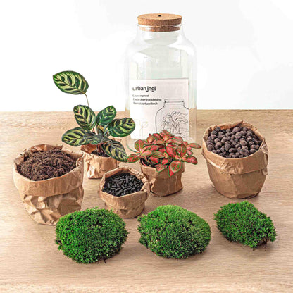 Flaschengarten - DIY Bausatz - Terrarium - Milky Calathea mit LED - ↕31cm