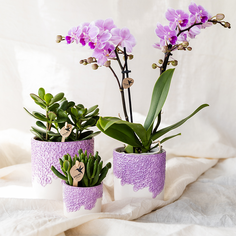 Kolibri Company | Bloom Purple Pflanzenset | Violette Vienna Orchidee + Grünpflanzen inkl. Übertöpfe 