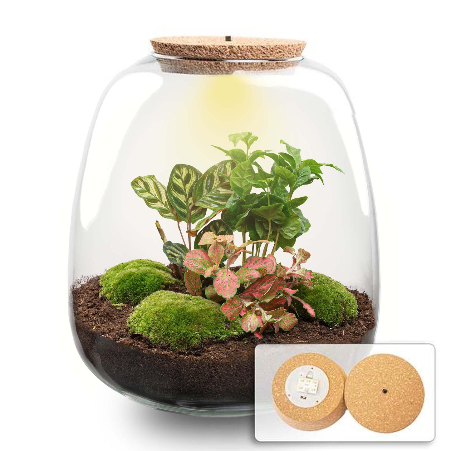 Flaschengarten „Emma“ – Bausatz mit LED-Korkdeckel – Ø23cm ↕25cm – DIY Pflanzenterrarium mit Coffea Red, Calathea & Fittonia – Selbstversorgendes Mini-Ökosystem aus Glas 