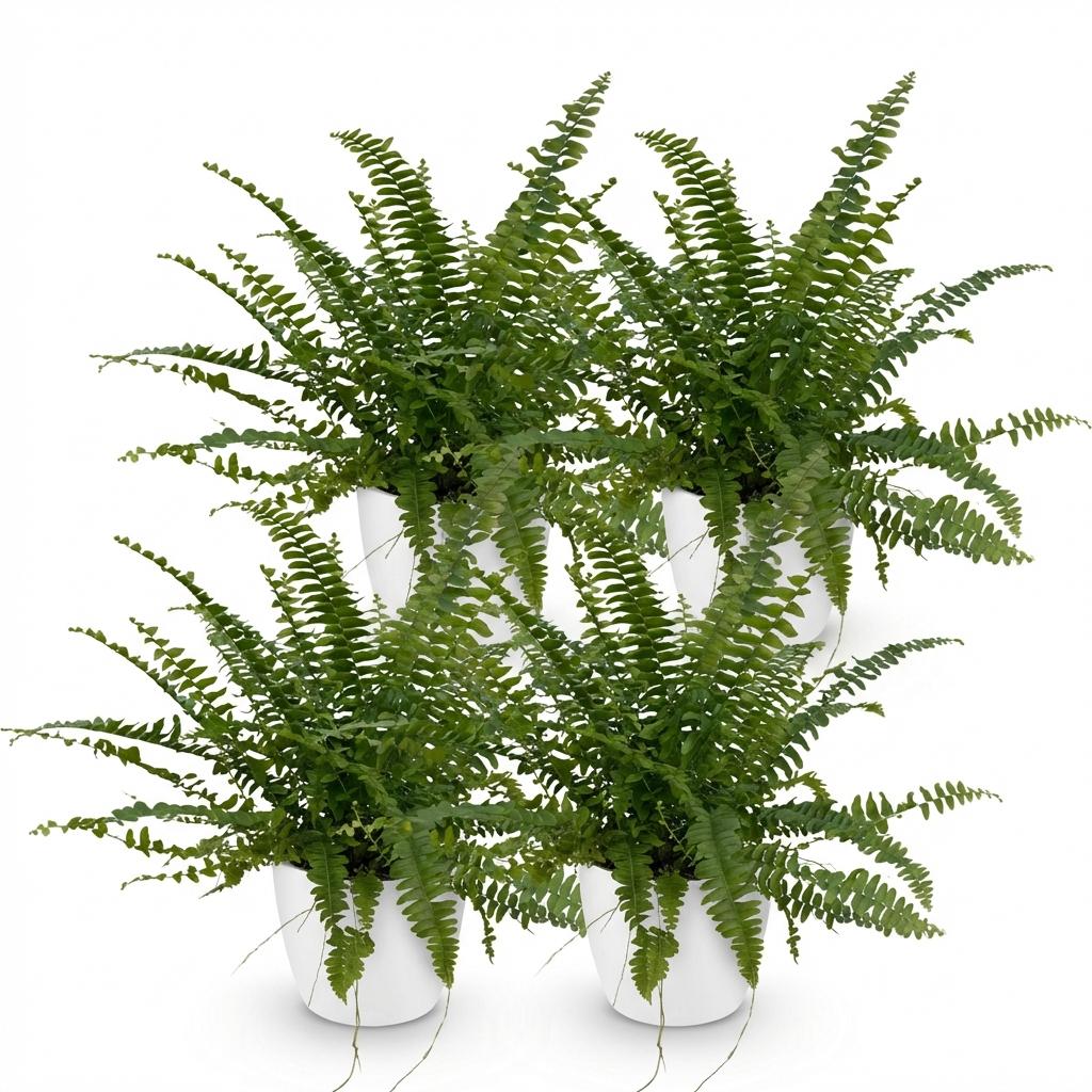 Nephrolepsis Exaltata Green Lady Farn – 2er Set Zimmerpflanze mit weißem Topf Ø12cm Höhe25cm – Haustierfreundliche Grünpflanz